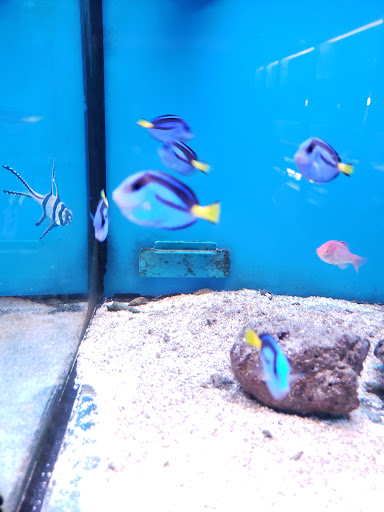 Pet Supply Store «Monrovia Tropical Fish», reviews and photos, 603 W Huntington Dr, Monrovia, CA 91016, USA