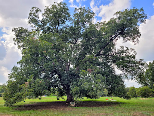 Museum «Umlauf Sculpture Garden & Museum», reviews and photos, 605 Robert E Lee Rd, Austin, TX 78704, USA