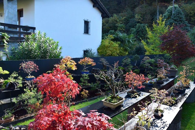 Rezensionen über bonsai tamburello / bonsai shop / bonsai esposizione / bonsai schweiz in Locarno - Schule