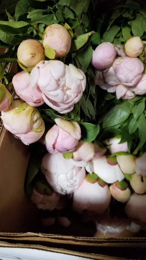 Florist «Sieck-Wright Floral Products», reviews and photos, 231 Monmouth St, Hightstown, NJ 08520, USA