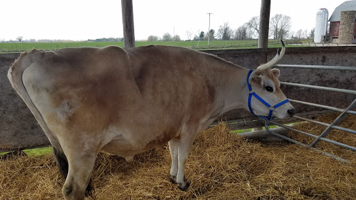 Tourist Attraction «Shawhaven Farm», reviews and photos, 1826 Rolfe Rd, Mason, MI 48854, USA