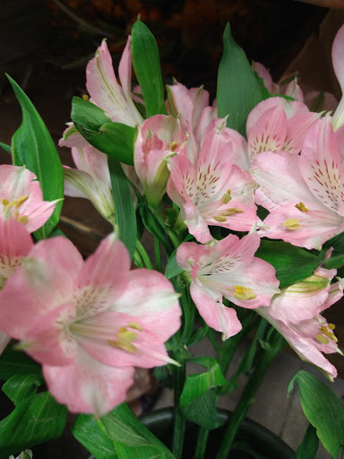 Florist «Grace Harper Florist, Inc.», reviews and photos, 4135 Woodward Ave, Detroit, MI 48201, USA