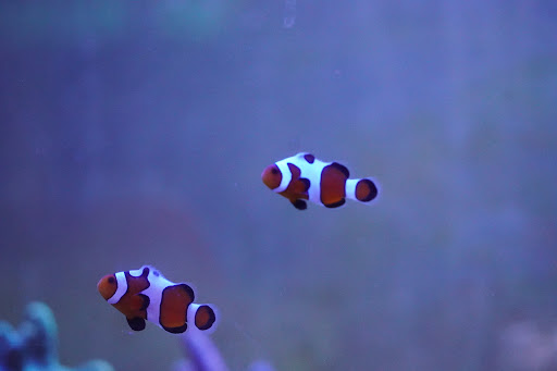 Tropical Fish Store «Corals & More», reviews and photos, 1972 S Old Hwy 94, St Charles, MO 63303, USA