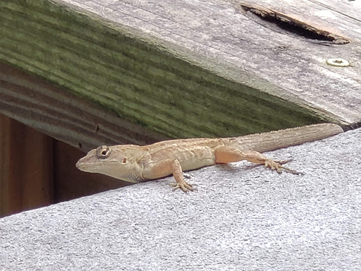 Zoo «Audubon Center for Birds of Prey», reviews and photos, 1101 Audubon Way, Maitland, FL 32751, USA