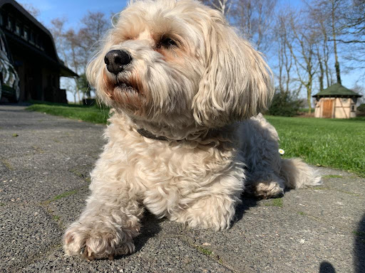 Dr.med.vet. Hartmut Löttgen Tierarzt unter Vreden, Nordrhein-Westfalen