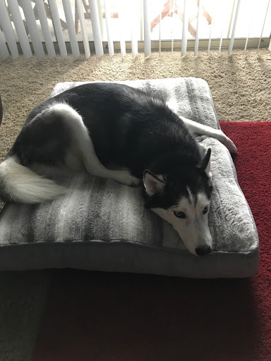 Pet Supply Store «Pet Supplies Plus», reviews and photos, 12407 MoPac Expy 525 - B, Austin, TX 78758, USA