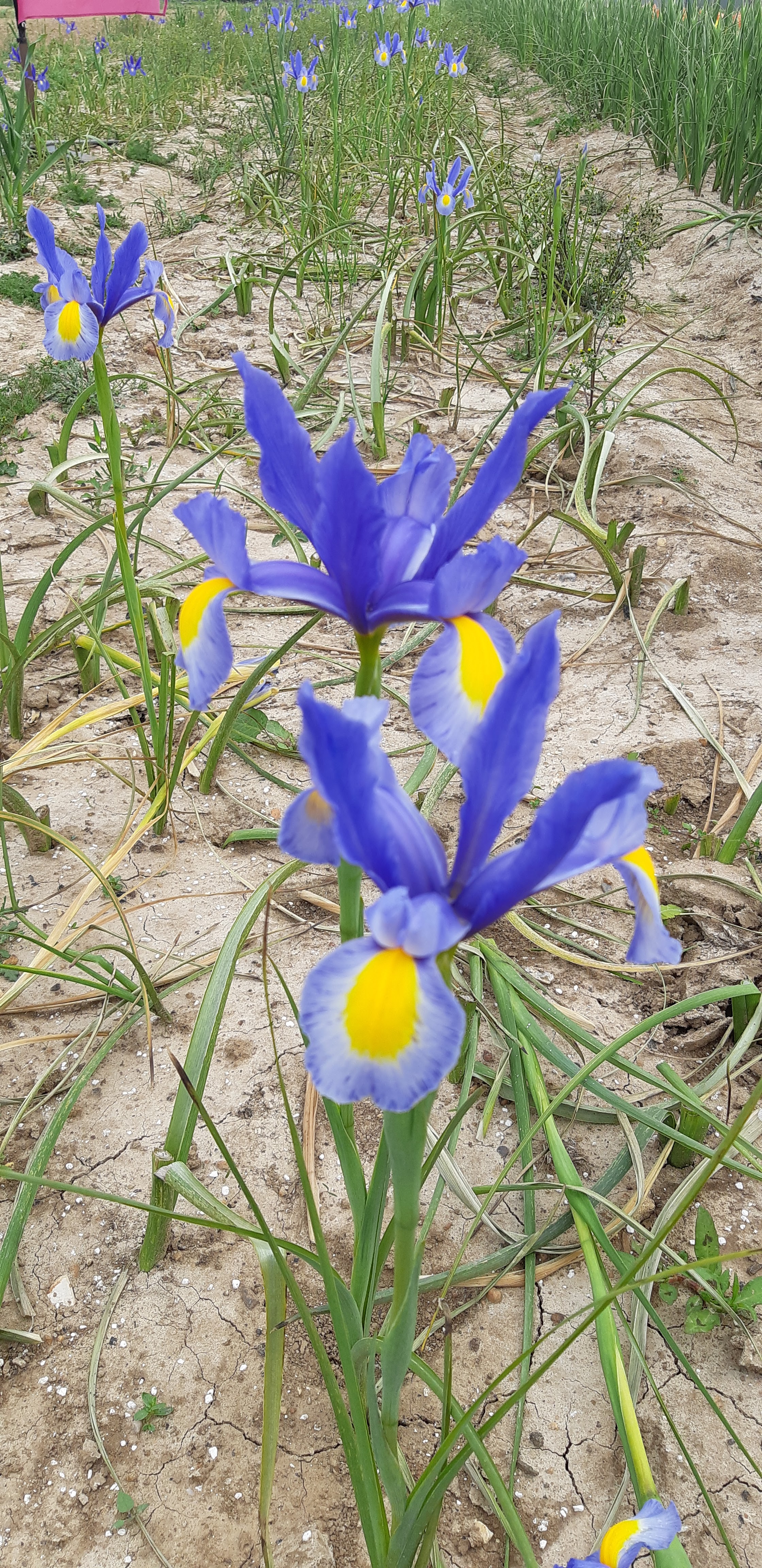 Photo n° 6 de l'avis de Del.i fait le 02/07/2016 à 10:29