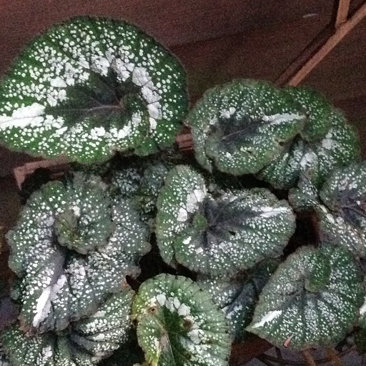 Garden Center «Victoria Gardens», reviews and photos, 1 Cottekill Rd, Rosendale, NY 12472, USA