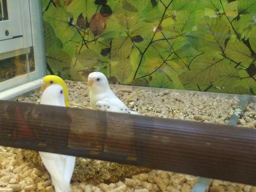 Pet Supply Store «PetSmart», reviews and photos, 1561 N Dysart Rd, Avondale, AZ 85323, USA