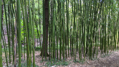 Arboretum de la Martinière à Veigné