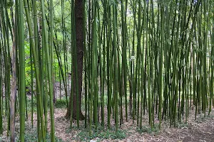 Arboretum de la Martinière image