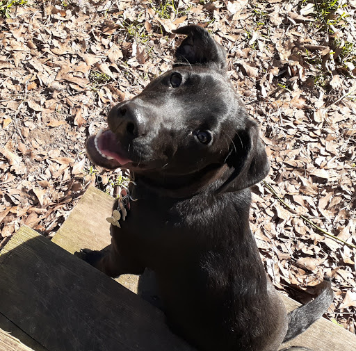 Pet Supply Store «PetSmart», reviews and photos, 7765 Airport Blvd #901, Mobile, AL 36608, USA