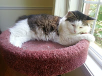 Peace Pet Sitter - Photo 8 - Car repair in Greenville, SC, Greenville