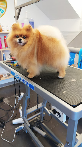 Peluqueria Canina Peludos en Ayegui, Navarra