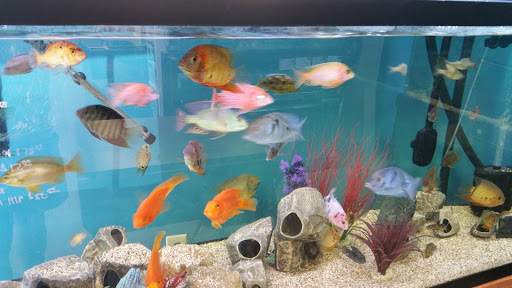 Pet Supply Store «Excalibur Aquatics and Pet Supplies», reviews and photos, 887 Edison St NW, Hartville, OH 44632, USA
