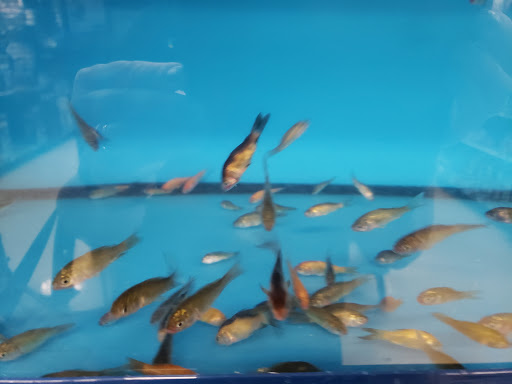 Pet Supply Store «Petco Animal Supplies», reviews and photos, 645 S Green Valley Pkwy, Henderson, NV 89052, USA