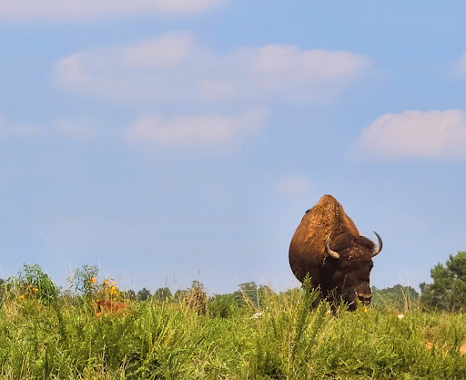 Nature Preserve «Elk and Bison Prairie», reviews and photos, Elk & Bison Prairie Rd, Golden Pond, KY 42211, USA