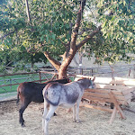 Photo n°9 de l'avis de Angela. fait le 16/07/2022 à 22:20 sur le  Agricoltura Capodarco à Grottaferrata