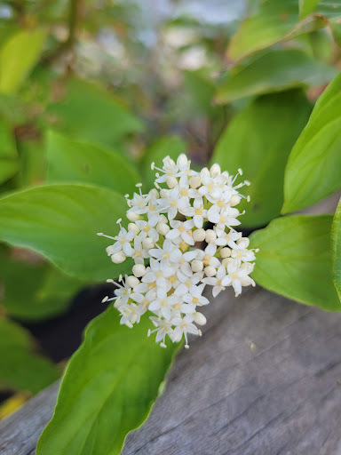 Park «Van Der Donck Park», reviews and photos, 41 Dock St, Yonkers, NY 10701, USA