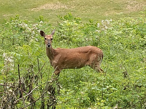 Golf Course «Pine Hills Golf Course», reviews and photos, N9499 Pine Hills Dr, Gresham, WI 54128, USA