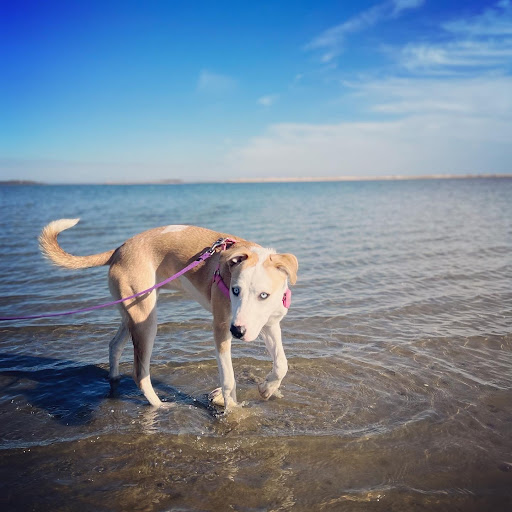 Buzzards Bay Veterinary Associates