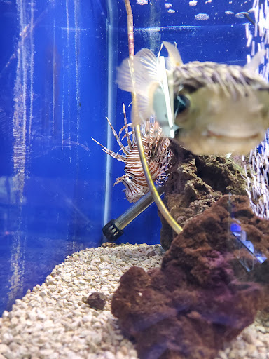 Tropical Fish Store «Emmons Tropical Fish & Ponds», reviews and photos, 1612 Hopmeadow St, Simsbury, CT 06070, USA