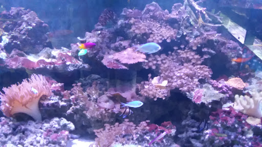 Pet Store «Birds & Beasts Pet Shop», reviews and photos, 35 Berkshire Dr # 18, Crystal Lake, IL 60014, USA