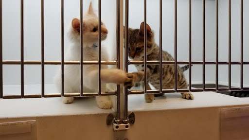 Pet Store «Petland Las Vegas», reviews and photos, 8800 W Charleston Blvd #3, Las Vegas, NV 89145, USA