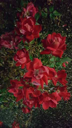 Fabric Store «Jo-Ann Fabrics and Crafts», reviews and photos, 5487 Dressler Rd NW, North Canton, OH 44720, USA