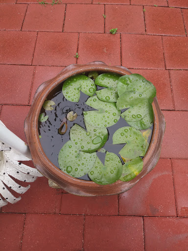 Florist «Thai-Rific Orchids Inc», reviews and photos, 5313 Gulfport Blvd S, Gulfport, FL 33707, USA