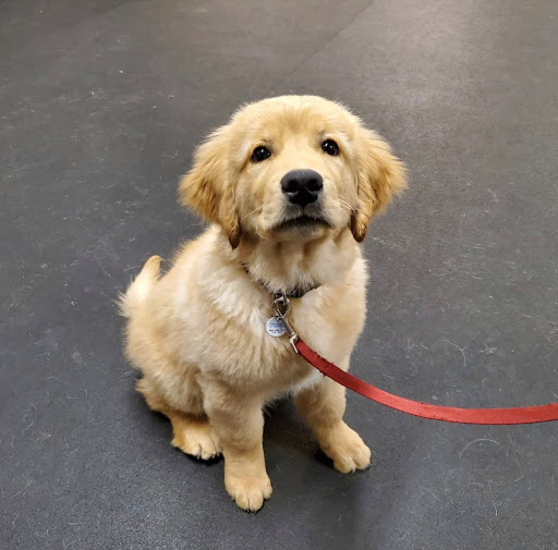 Dog Trainer «Off Leash K9 Training, Charlottesville», reviews and photos, 8782 Seminole Trail, Ruckersville, VA 22968, USA