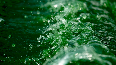 Alg’ Ethic la spiruline Catalane à Torreilles