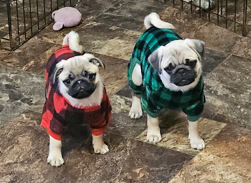 Photo of Hug A Pug LLC