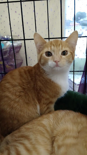 Pet Supply Store «Petco Animal Supplies», reviews and photos, 2722 N Josey Ln #107, Carrollton, TX 75007, USA