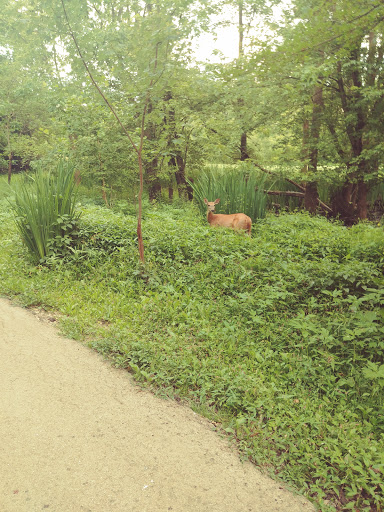 Golf Course «Chick Evans Golf Course», reviews and photos, 6145 Golf Rd, Morton Grove, IL 60053, USA