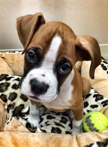 Pet Store «Animal Kingdom», reviews and photos, 5000 S Arizona Mills Cir, Tempe, AZ 85282, USA