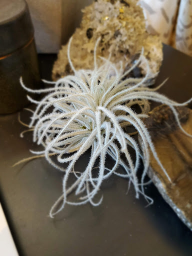 Jewelry Store «Esqueleto», reviews and photos, 482A 49th St Suite A, Oakland, CA 94609, USA