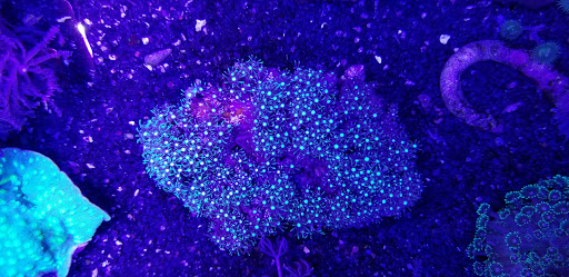 Tropical Fish Store «Glass Aquatics», reviews and photos, 542 W Harwood Rd, Hurst, TX 76054, USA