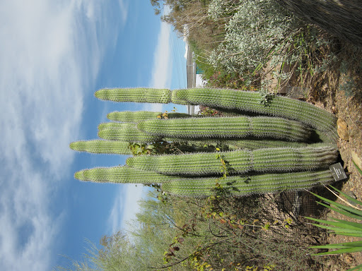 Botanical Garden «Desert Botanical Garden», reviews and photos, 1201 N Galvin Pkwy, Phoenix, AZ 85008, USA