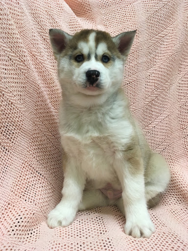 Pet Store «Happiness Is Pets», reviews and photos, 2936 Showplace Dr, Naperville, IL 60564, USA