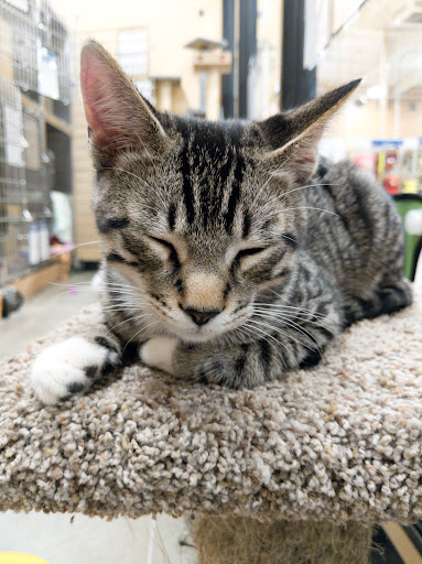 Pet Supply Store «PetSmart», reviews and photos, 1034 N El Camino Real, Encinitas, CA 92024, USA