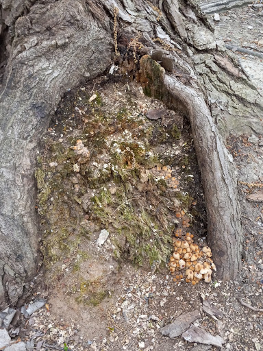 Park «Veterans Memorial Park», reviews and photos, 6328 State Road, Parma, OH 44134, USA