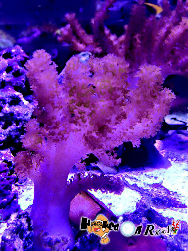 Tropical Fish Store «Hooked On Reefs», reviews and photos, 228 Hibiscus St #1, Jupiter, FL 33458, USA