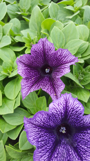 Garden Center «Nanticoke Gardens», reviews and photos, 1543 Union Center Maine Hwy, Endicott, NY 13760, USA