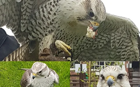Chester Cathedral Falconry and Nature Gardens image