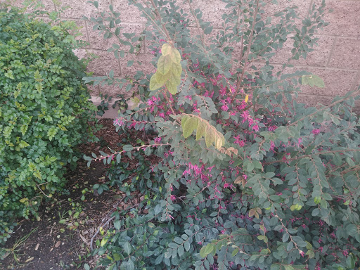 Florist «Secret Garden Florist», reviews and photos, 6076 Lincoln Ave, Cypress, CA 90630, USA