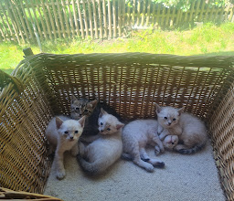 DAS FUTTERHAUS - Wuppertal photo