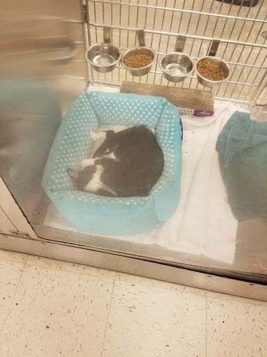 Pet Supply Store «PetSmart», reviews and photos, 1520 Pleasant Valley Rd, Manchester, CT 06042, USA