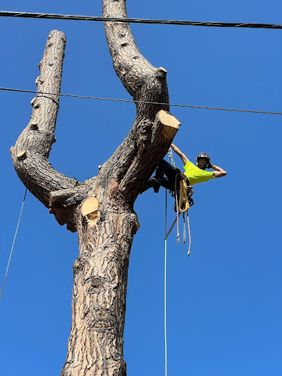 Selkirk Tree Service