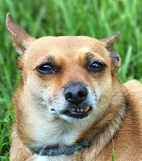 The Prominent Pet - Photo 3 - Car repair in South Portland, ME, Portland